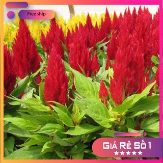 Hạt giống hoa Màu gà lửa (100 hạt)