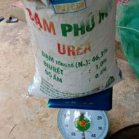 (1kg) Hạt Dổi Nếp Rừng xịn
