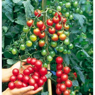 Hạt giống Cà chua bi Cherry lùn đỏ