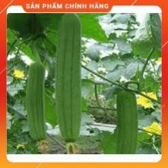 VNUA - HẠT GIỐNG MƯỚP HƯƠNG 7 LÁ F1 GÓI 2 GRAM