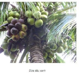 Cây dừa dâu