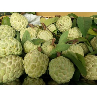 [cây giống] NA DAI LẠNG SƠN