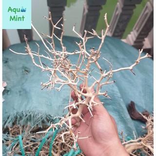 Lũa Xương Chùm 50Gr - Dùng Làm Tán Bonsai Trong Bể Thủy Sinh