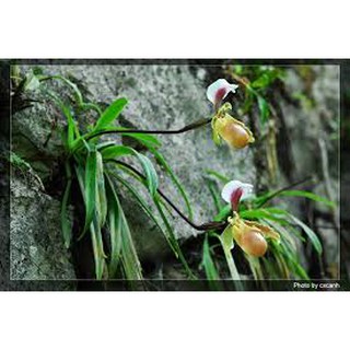 HÀI COOCI RỪNG NGHỆ AN
