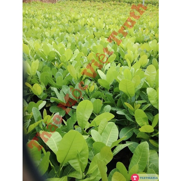 CÂY ĐIỀU GIỐNG  ĐIỀU GHÉP CAO SẢN
