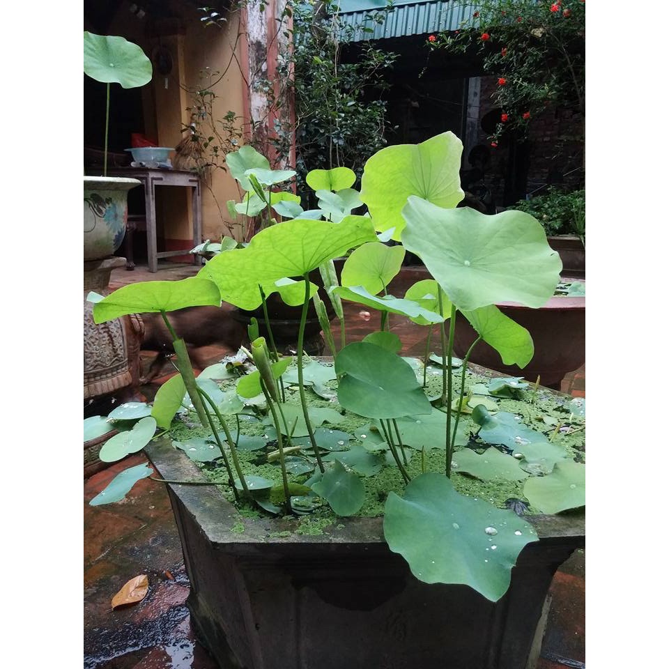 Phân viên nén hữu cơ Golden Flowers Thailand chuyên bón cây sen, súng và các loại thủy sinh khác vỉ 14 viên