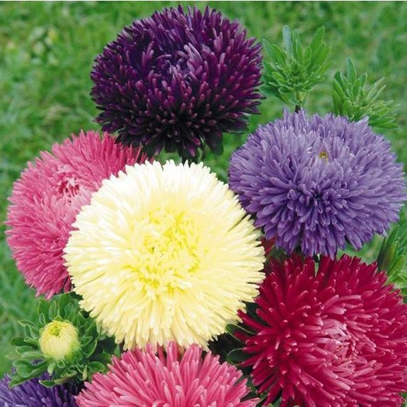 [Gói 50 Hạt] Hạt Giống Hoa Cúc Magic (tặng kèm phân)
