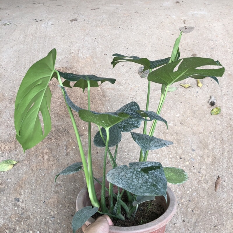 Cây trầu bà lá xẻ cỡ to (trầu bà monstera) , Chiều cao 50-60cm lá to đẹp bắt mắt dễ trồng thích hợp trang trí nội thất