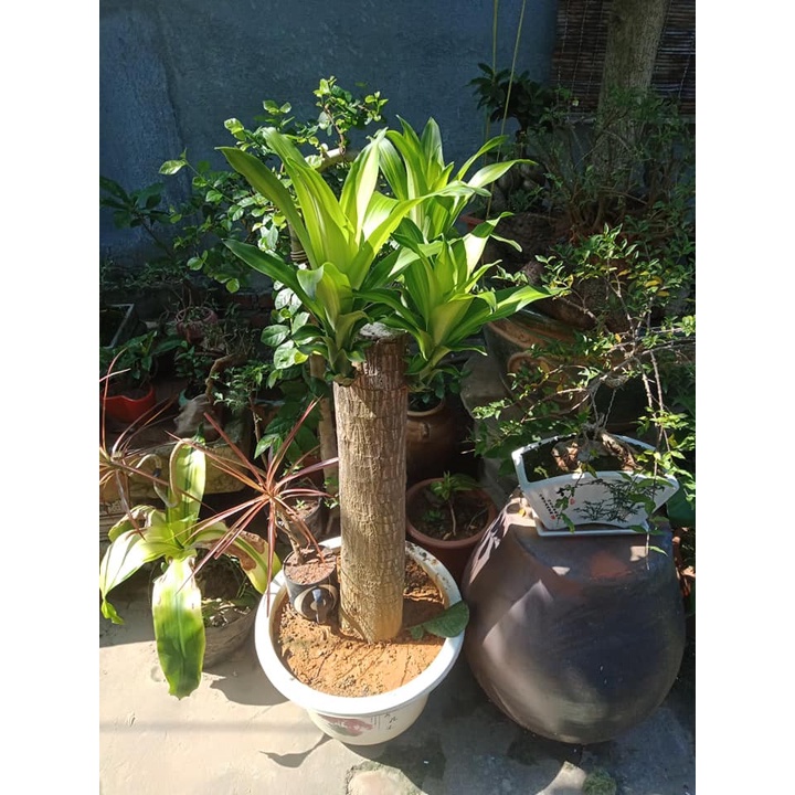 Khúc giống thiết mộc lan sọc vàng-khúc phát tài loại to đẹp dài 20cm