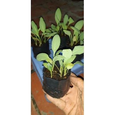 2 bầu cây bồ công anh
