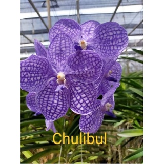 Vanda trưởng thành chọn màu được