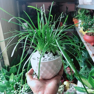 Chậu Cây Tóc Tiên
