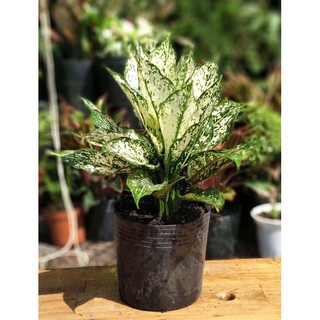 Chậu cây Ngọc ngân( ảnh cuối)