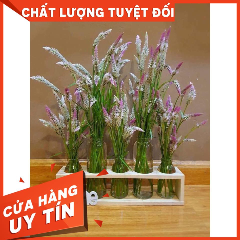 SÉT 5 BÌNH CẮM HOA THỦY TINH