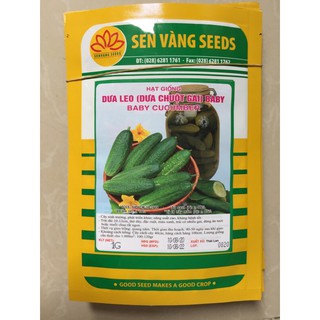 Gói 1Gr Hạt giống Dưa leo Baby (Dưa chuột gai) chịu nhiệt năng suất dễ trồng