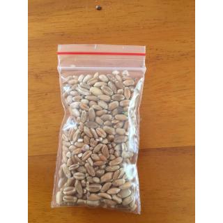 Hạt giống lúa mạch cỏ mèo 80g