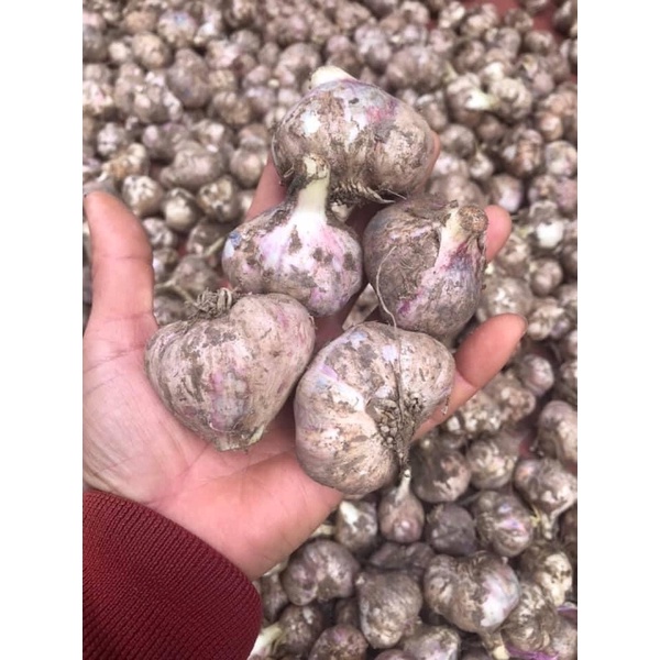 Tỏi ta 1kg - Tỏi miền bắc thơm
