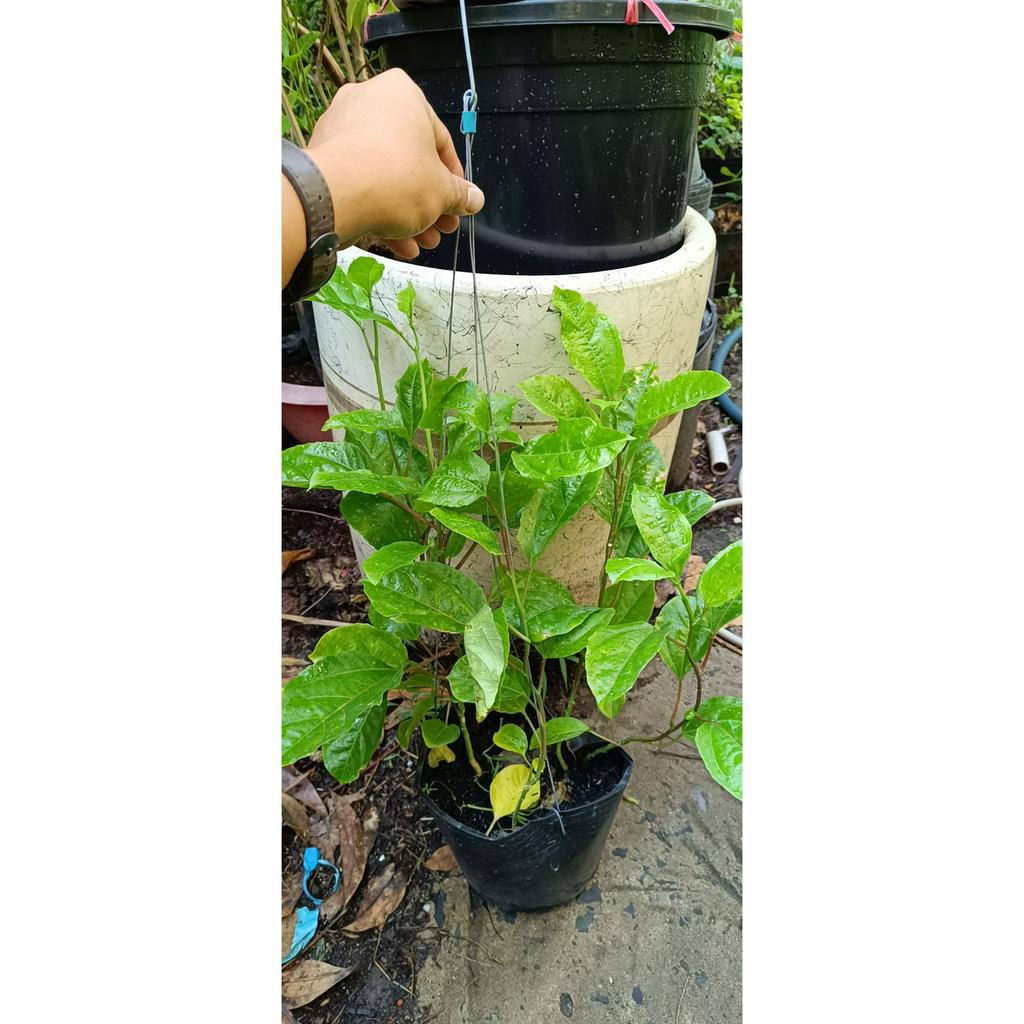 chanh leo - chanh dây trái tím - Passiflora edulis