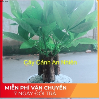 Chậu Kim Ngân