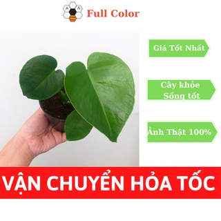 Cây giống trầu bà Lá Xẻ Nam Mỹ Monstera Deliciosa (cao 15cm), cây cảnh phong thủy trồng trong nhà, kiểng lá, giá rẻ