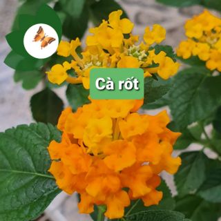 Cây ngũ sắc màu cà rốt thái