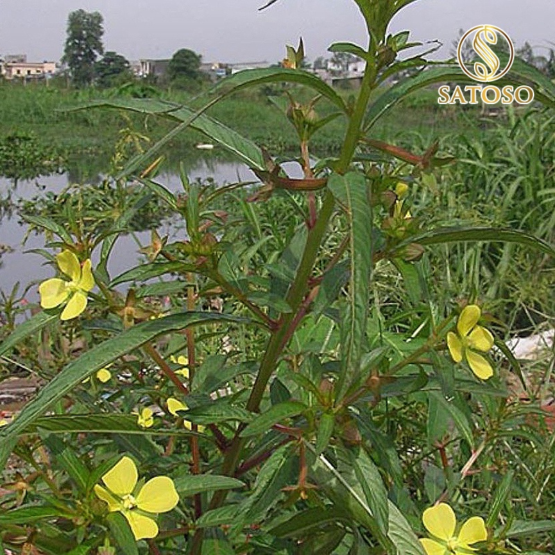 Cây rau mương khô hàng đẹp thượng hạng SATOSO 1kg SA07