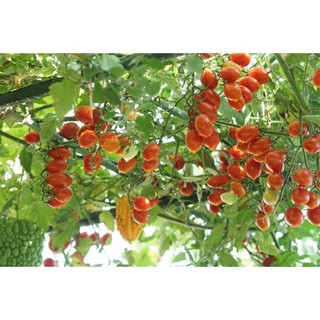 Hạt Giống Cà Chua Trái Cây (GANA533) Chịu Nhiệt Lai F1 3 hạt