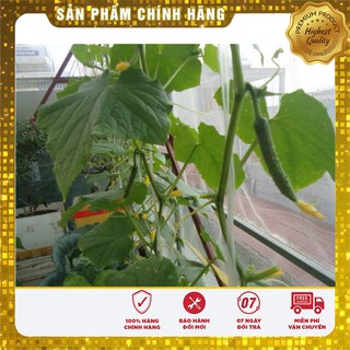 Hạt Giống Dưa Leo Thái(30-35 hạt)