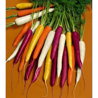 Hạt giống Củ cà rốt mix màu