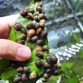 Combo 20 ốc nerita diệt rêu hại bể thuỷ sinh, bể cá