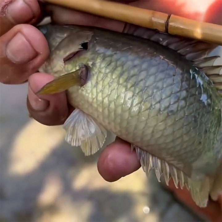 10 Lưỡi Câu Cá Rô Đồng, cá rô phi, cá trê, lưỡi Làm Tay từ thép tốt