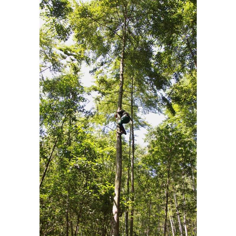 Hạt Giống Cây Bồ Đề Lâm Nghiệp - Gói 30 Hạt KNS2160