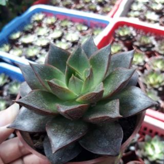.💕🌱  Sen đá nâu.💕🌱