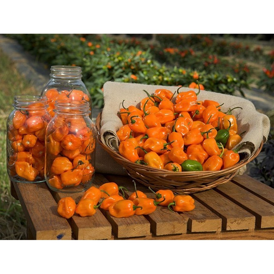 Hạt giống ỚT CAY NHẤT THẾ GIỚI HABANERO