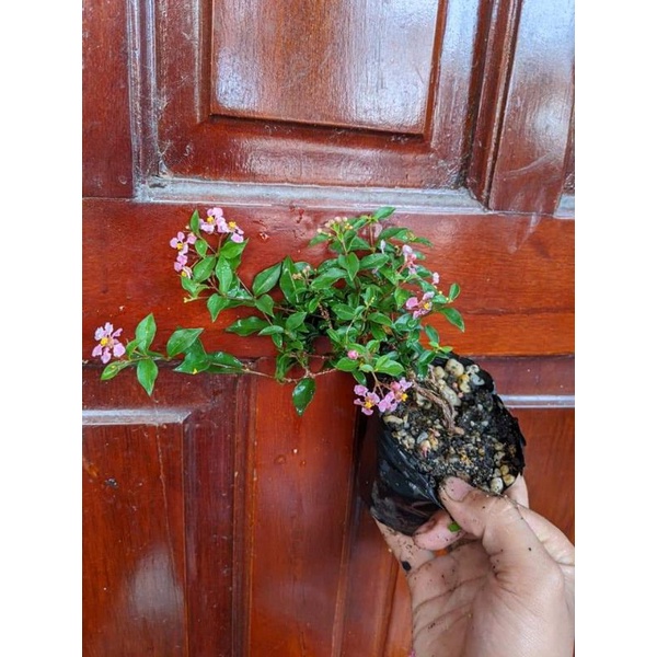 Hồng ngọc mai siêu bông mini
