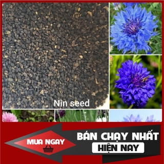 [ Big Sale ] Hạt giống hoa Thanh Cúc (hoa ngô) nhiều màu - 50 hạt