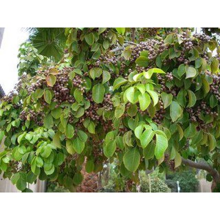 cây Nhội giống -cây vừa làm bóng mát, lá ăn được