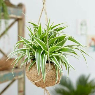 Cây dây nhện, cỏ lan chi, cỏ mẫu tử
