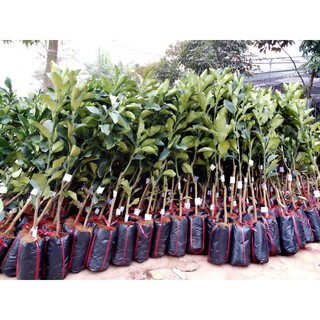 GIỐNG BƯỞI DA XANH