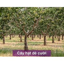 Hạt dẻ cười mỹ chưa tẩy loại 1 organic bao xanh ngon 500g