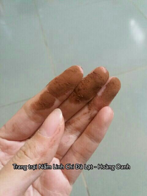 Nấm Linh Chi Đỏ còn nguyên bào tử 500g - Hồng Chi Đà Lạt | BigBuy360 - bigbuy360.vn