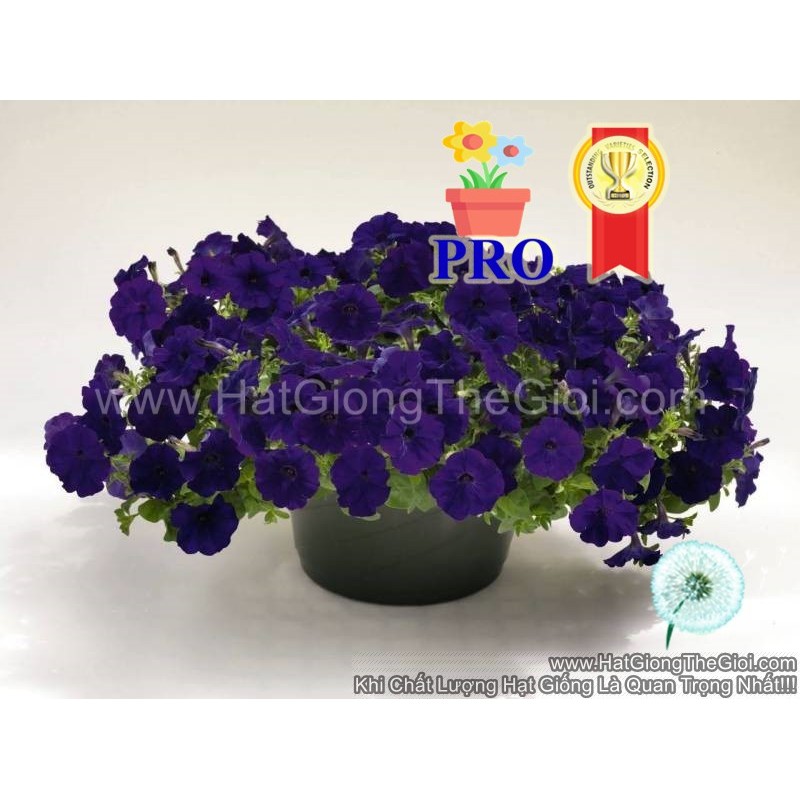 5h Hạt Giống Hoa Dạ Yến Thảo Rũ Success! TR Tím (TL| B28*X69)