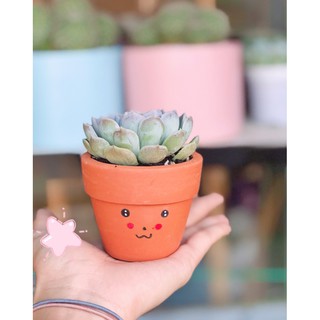 Sen đá size nhỏ kèm chậu vẽ