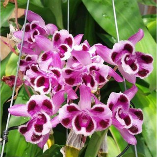 hoa phong lan - trầm 6 mắt