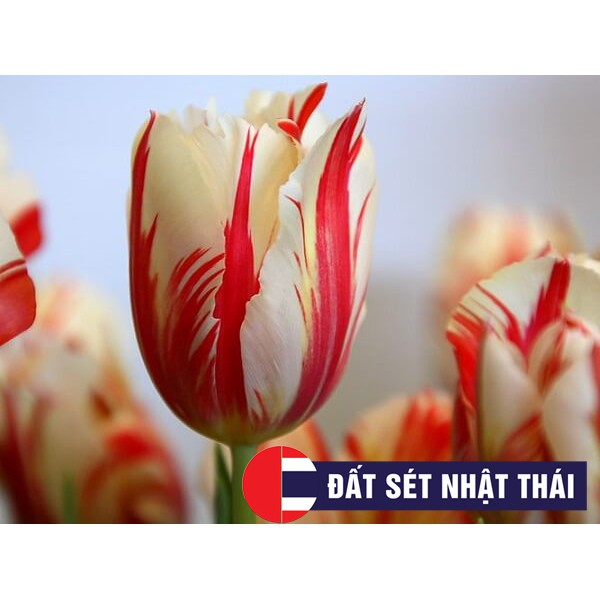 DỤNG CỤ LÀM HOA ĐẤT SÉT - KHUÔN HOA TULIP PARROT, HOA ĐƯỜNG, XÔI HOA ĐẬU