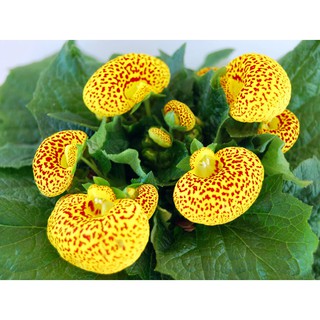 Hạt giống hoa Huyền Sâm (50 hạt)