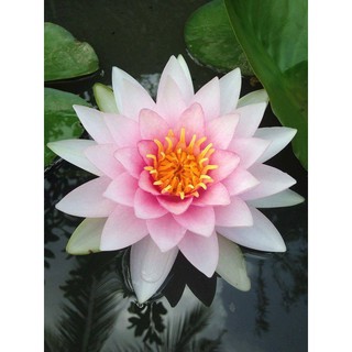 Combo sản phẩm 5 cây hoa súng + 3 gói phân