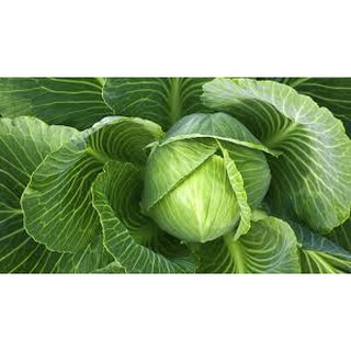 Hạt giống Bắp Cải F1