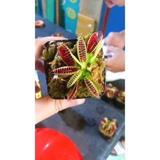 Cây bắt mồi Flytrap G16