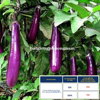1GR - HẠT GIỐNG CÀ TÍM DÀI